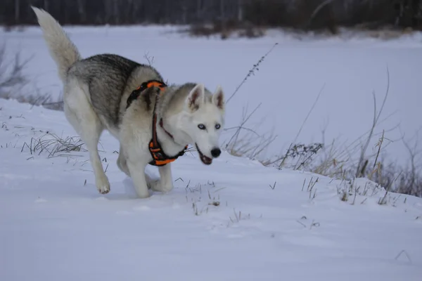 雪の中を走るシベリアのハスキー犬 — ストック写真
