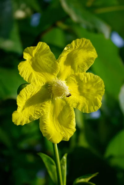 庭の美しい黄色の花 — ストック写真