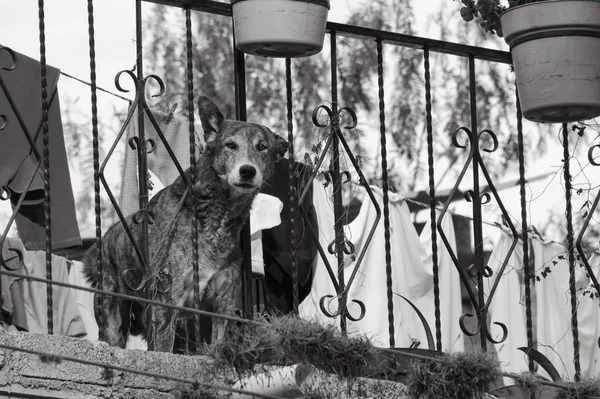 Schwarz Weiß Foto Eines Hundes — Stockfoto