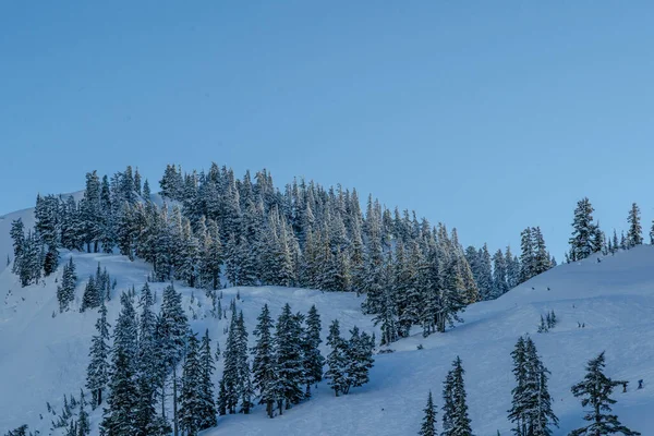 Hermoso Paisaje Invierno Con Árboles Cubiertos Nieve —  Fotos de Stock