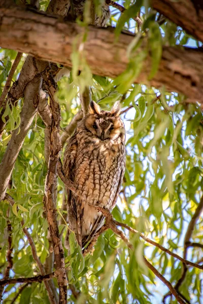 Ağaç Dalı Üzerinde Baykuş — Stok fotoğraf
