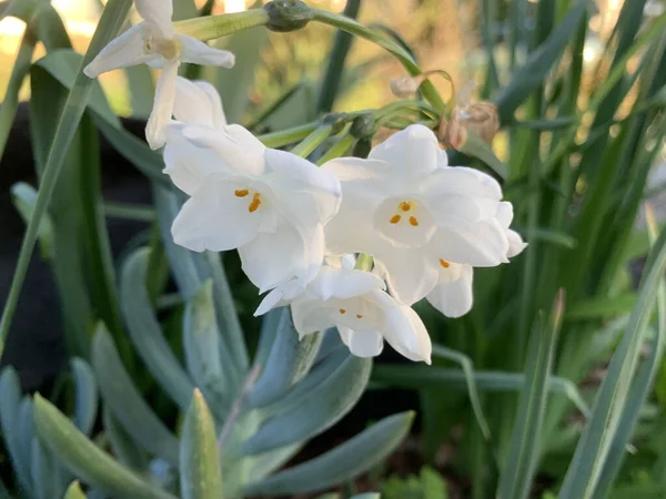 庭で成長する白と黄色の花 — ストック写真