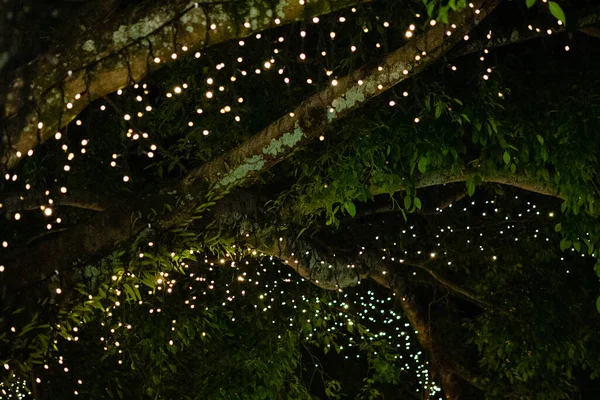 Işıklı Noel Ağacı — Stok fotoğraf