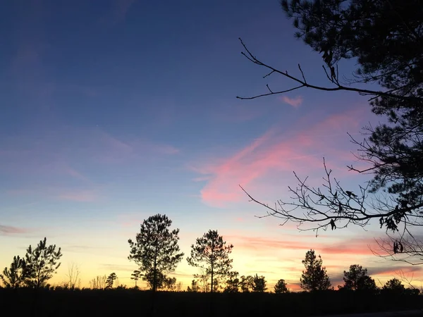 Magnifique Coucher Soleil Dans Forêt — Photo