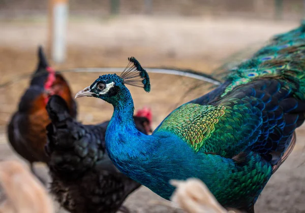 Pavone Allo Zoo — Foto Stock