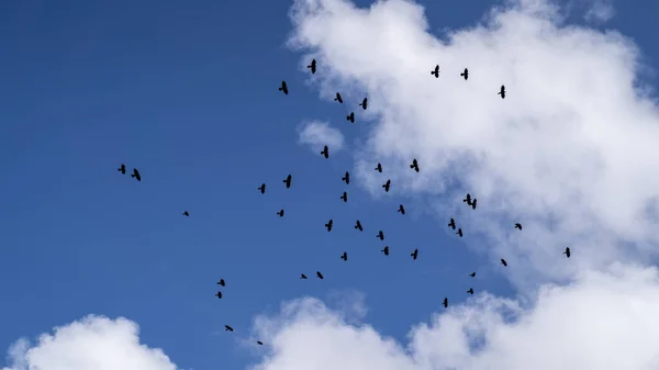 Zwerm Vogels Die Lucht Vliegen — Stockfoto