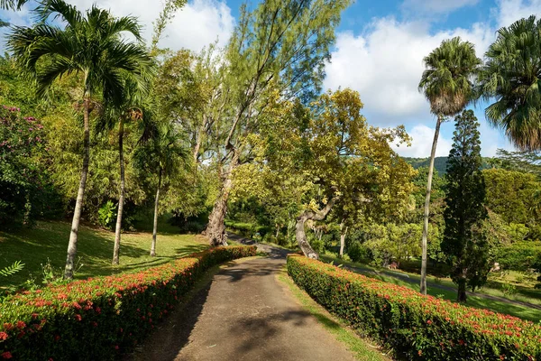 Beau Jardin Tropical Avec Arbres Verts Ciel Bleu — Photo