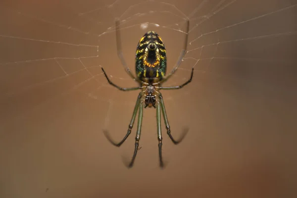 Spinnennetz Auf Schwarzem Hintergrund — Stockfoto