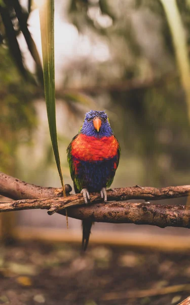 森林里美丽的五彩斑斓的小鸟 — 图库照片