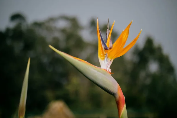 Bird Paradise Nature — Stock Photo, Image