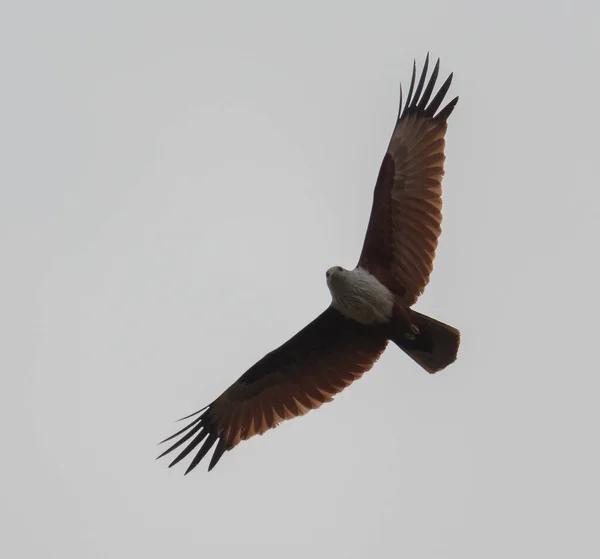 Vliegende Vogel Blauwe Lucht Achtergrond — Stockfoto