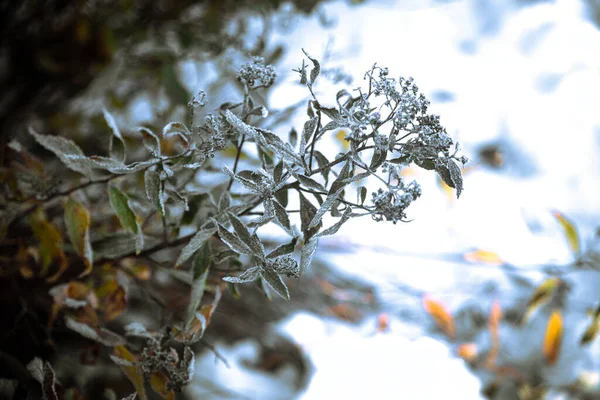 Güzel Beyaz Karla Kaplı Arka Planda Bulanık Bir Ağaç Dalının Telifsiz Stok Fotoğraflar