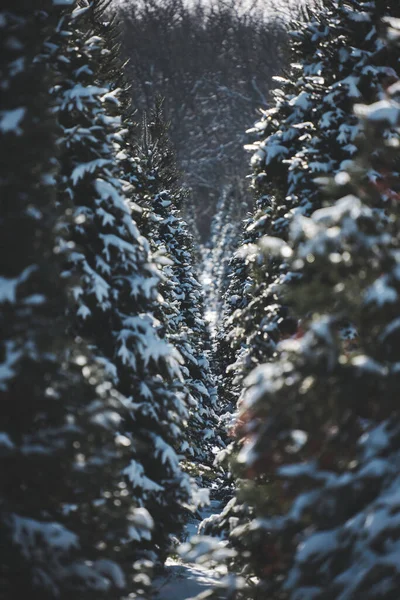 Hermoso Paisaje Invierno Con Nieve — Foto de Stock