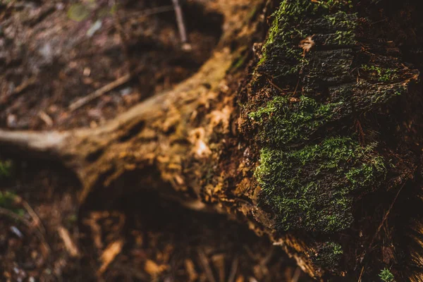 Musgo Chão Floresta — Fotografia de Stock