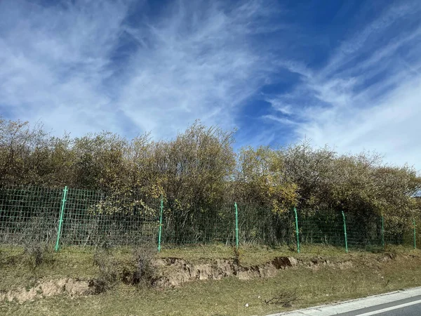 Vägen Och Träden Skogen — Stockfoto