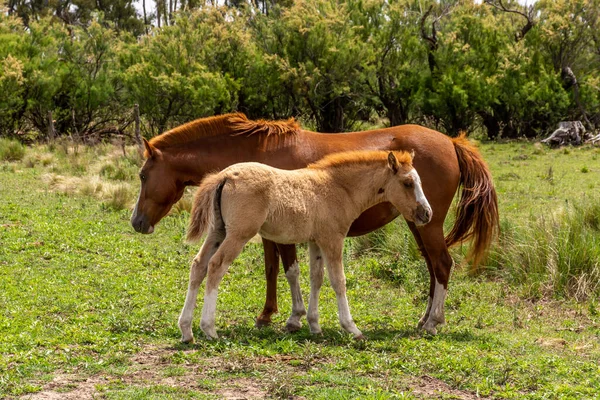 Kırsal Kesimde Atlar — Stok fotoğraf