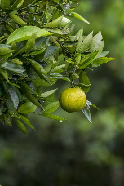 Les Fruits Mûrs Verts Sur Arbre — Photo