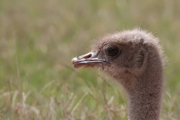 Ostrich Head Portrait Profile View — Stock Photo, Image