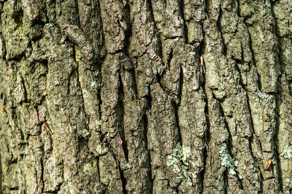 树皮的质感 — 图库照片