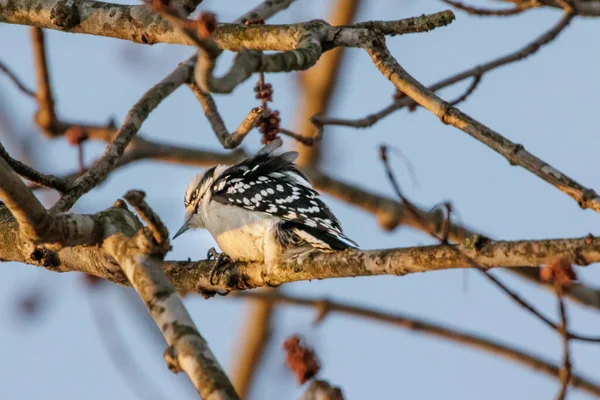 Oiseau Sur Une Branche Arbre — Photo