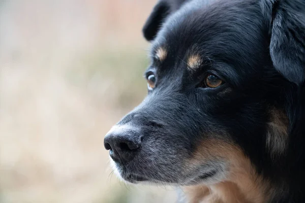 Şirin Bir Köpeğin Portresi — Stok fotoğraf