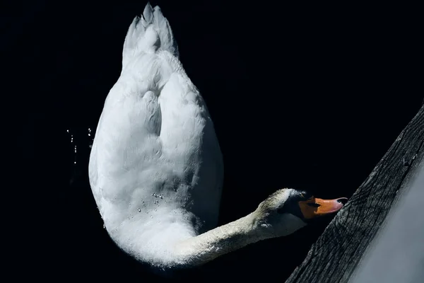 Blanc Swain Dans Lac — Photo