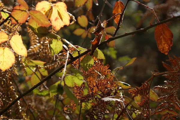 Feuilles Automne Saison Automne — Photo