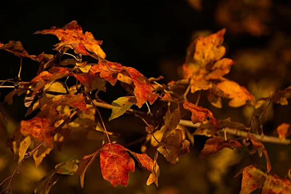 秋天树叶 秋天植物 — 图库照片