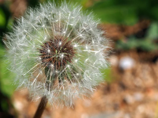 Primer Plano Una Flor Diente León —  Fotos de Stock