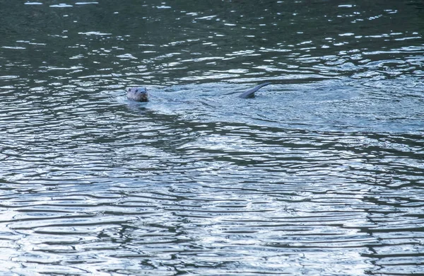 Een Close Shot Van Een Haai Die Het Water Zwemt — Stockfoto