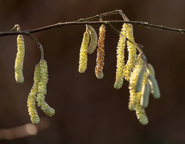 Fiori Primaverili Ramo Albero — Foto Stock