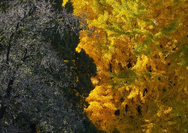 秋天树叶 秋天植物 — 图库照片