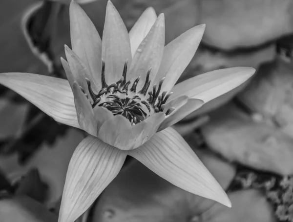Gyönyörű Lótuszvirág Kertben — Stock Fotó