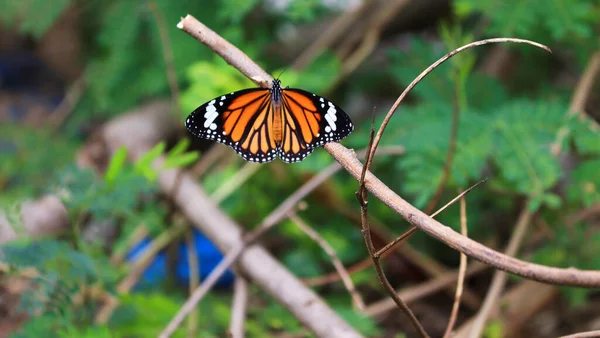 Mariposa Una Flor — Foto de Stock