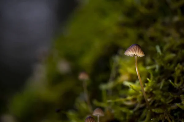 森の中の美しい白いキノコ — ストック写真