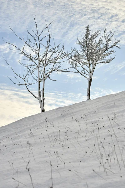 Bela Paisagem Inverno Com Neve — Fotografia de Stock
