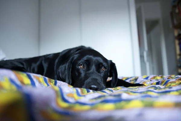 Μαύρο Και Άσπρο Σκυλί Ξαπλωμένο Στο Πάτωμα — Φωτογραφία Αρχείου