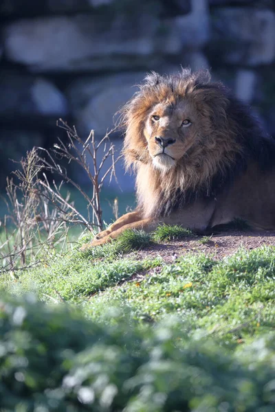 Leão Natureza — Fotografia de Stock