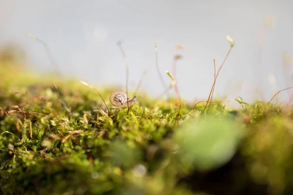 Snail Grass Forest — Stock Photo, Image