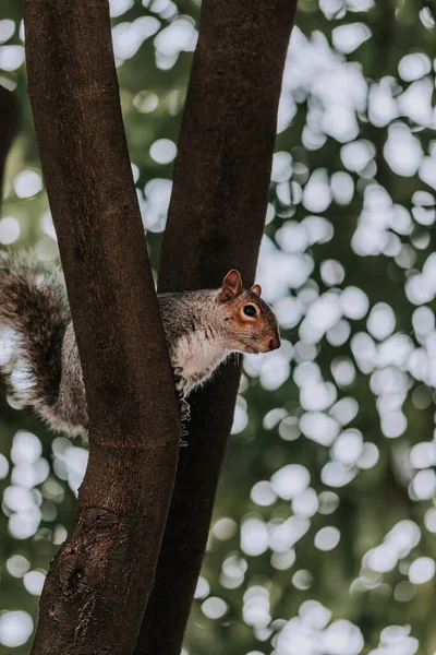 Esquilo Bonito Floresta — Fotografia de Stock
