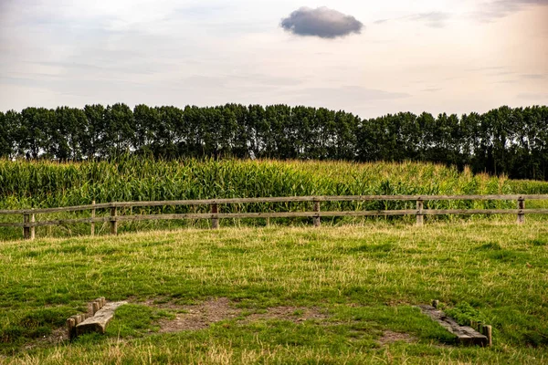 Prachtig Landschap Met Een Maïsveld Een Groot Hek — Stockfoto