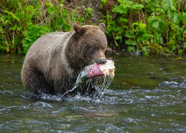 Brunbjörn Naturen — Stockfoto