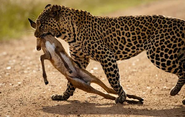 Kenya Bozkırında Çita — Stok fotoğraf