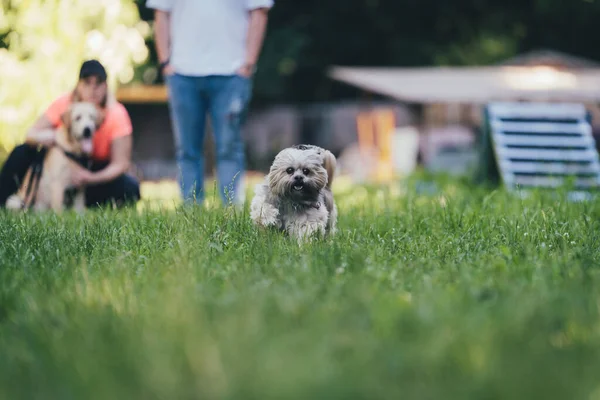 Hund Och Hans Ägare Parken — Stockfoto