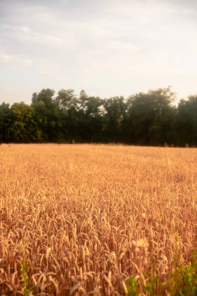 Wheat Field Countryside — Stock Photo, Image