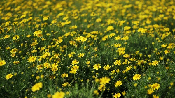 Gele Bloemen Het Veld — Stockfoto