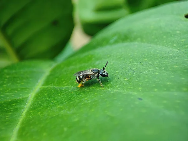 Close Bug Natureza Selvagem — Fotografia de Stock