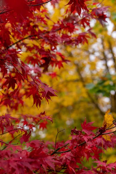 Feuilles Jaune Vif Automne — Photo