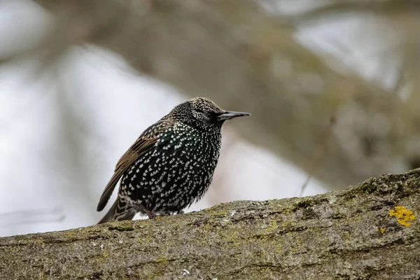 Een Vogel Zit Een Tak Van Een Boom Het Bos — Stockfoto