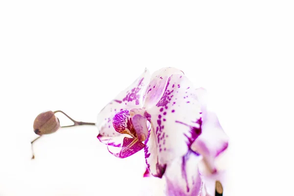 Krásná Orchidej Květina Bílém Pozadí — Stock fotografie